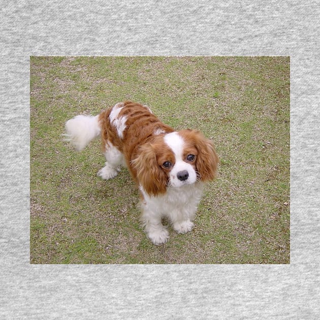 cavalier king charles spaniel blenheim full by Wanderingangel